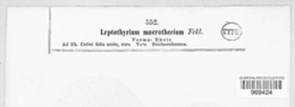 Chaetomellaceae image